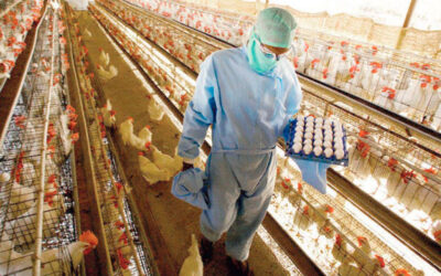 Gremio de Alimentación logra aumento del 7,2% para el sector avícola