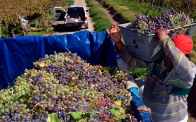 Fijaron los nuevos sueldos para los cosechadores de Mendoza: cuánto cobrarán