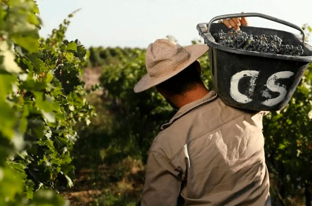 Denuncia gremial: ¿hay una crisis real en el vino o es una movida empresaria para no subir salarios?