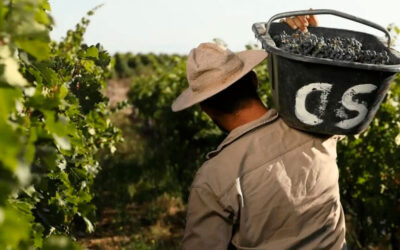 Denuncia gremial: ¿hay una crisis real en el vino o es una movida empresaria para no subir salarios?