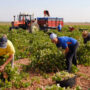 Trabajadores rurales: RENATRE sube la prestación por desempleo y supera los $350 mil