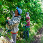 Prestación por desempleo rural: RENATRE ajusta los montos y supera los $360 mil