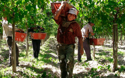 Ya rige la reforma laboral: ¿qué cambia con respecto al trabajo agrario?