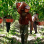 Ya rige la reforma laboral: ¿qué cambia con respecto al trabajo agrario?