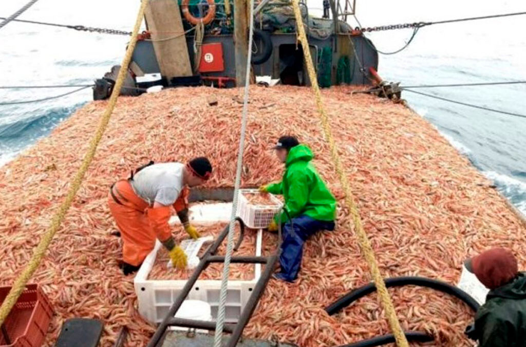 Cuotificación del langostino: Trabajadores expresan su preocupación y piden ser parte del debate para garantizar el empleo y la sustentabilidad
