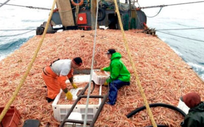 Cuotificación del langostino: Trabajadores expresan su preocupación y piden ser parte del debate para garantizar el empleo y la sustentabilidad