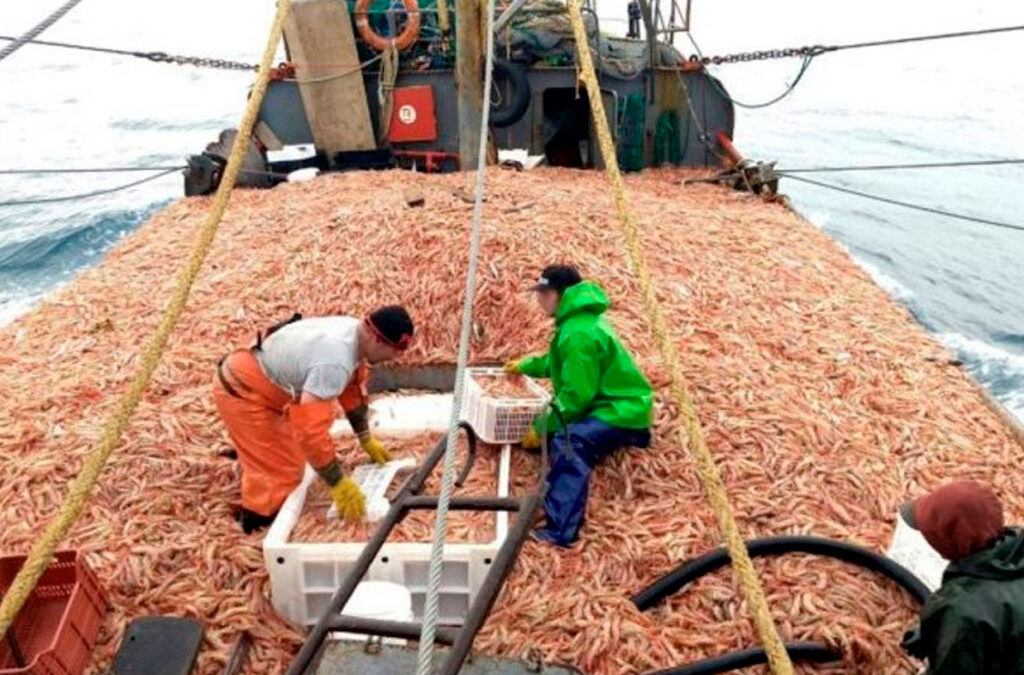 Peligra la temporada de pesca de langostinos: Sin acuerdo salarial, las empresas anunciaron que no sacarán la flota, aunque estén habilitadas