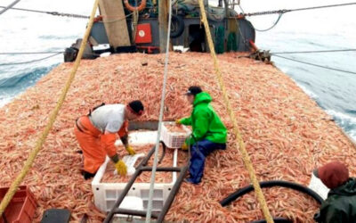 Peligra la temporada de pesca de langostinos: Sin acuerdo salarial, las empresas anunciaron que no sacarán la flota, aunque estén habilitadas