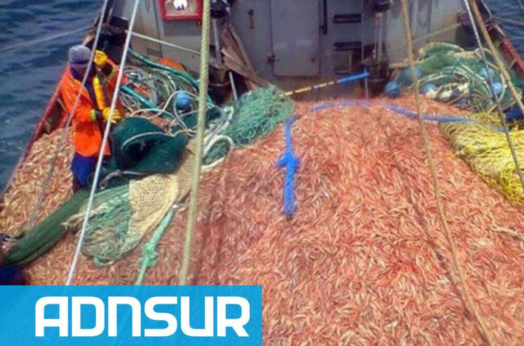 Se destrabó la temporada de langostino: acuerdo entre el SOMU y las cámaras pesqueras