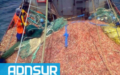 Se destrabó la temporada de langostino: acuerdo entre el SOMU y las cámaras pesqueras