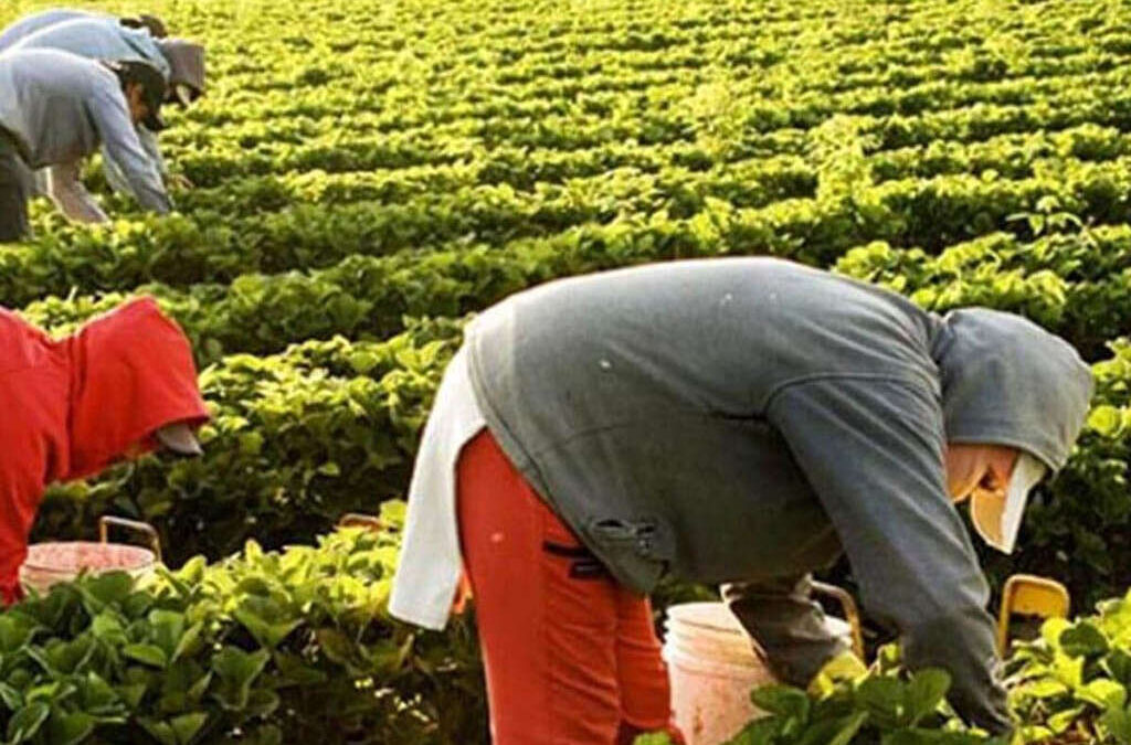 Nuevo aumento UATRE: con acuerdo firmado, cuánto cobran los agrarios el mes que viene