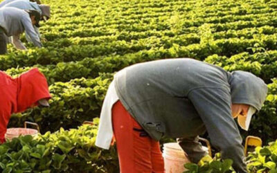 Nuevo aumento UATRE: con acuerdo firmado, cuánto cobran los agrarios el mes que viene