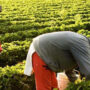 Nuevo aumento UATRE: con acuerdo firmado, cuánto cobran los agrarios el mes que viene