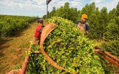 Alertan que la desregulación de la yerba mate profundiza la crisis productiva y empuja trabajadores misioneros hacia Brasil