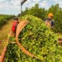 Alertan que la desregulación de la yerba mate profundiza la crisis productiva y empuja trabajadores misioneros hacia Brasil