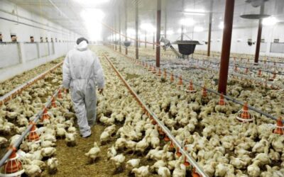 Se homologó la paritaria avícola: UATRE consolidó una mejora en los ingresos de los trabajadores comprendidos en la actividad