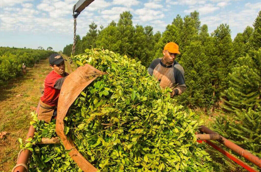 Yerba: la empresa que produce Nobleza Gaucha y Cruz de Malta echó al 20% de sus trabajadores