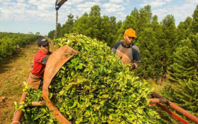 Yerba: la empresa que produce Nobleza Gaucha y Cruz de Malta echó al 20% de sus trabajadores