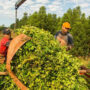 Yerba: la empresa que produce Nobleza Gaucha y Cruz de Malta echó al 20% de sus trabajadores