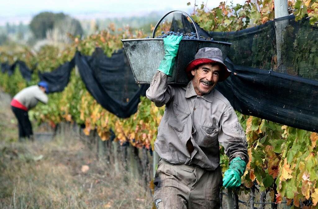 Sin acuerdo, la federación vitivinícola acusó a los empresarios del vino de «tacaños» e inicia asambleas