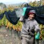 Sin acuerdo, la federación vitivinícola acusó a los empresarios del vino de «tacaños» e inicia asambleas