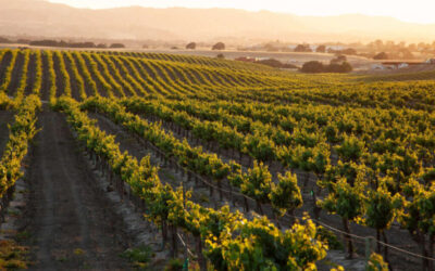 Se trabó la paritaria del vino y los sindicatos empiezan a movilizar en bodegas y viñedos