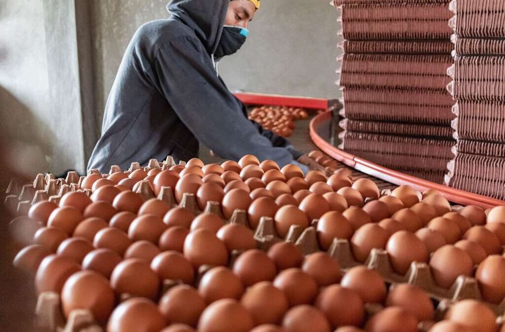 Alimentación: FTIA una recomposición salarial para trabajadores de la industria del huevo