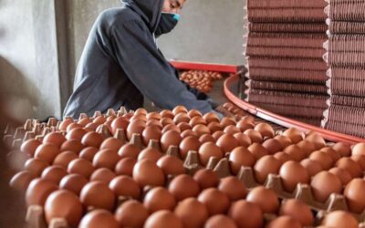 Alimentación: FTIA una recomposición salarial para trabajadores de la industria del huevo